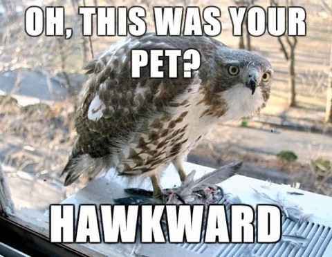 Hawkward